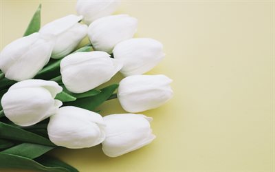 tulipani bianchi, bellissimi fiori bianchi, tulipani su sfondo giallo, bouquet di tulipani
