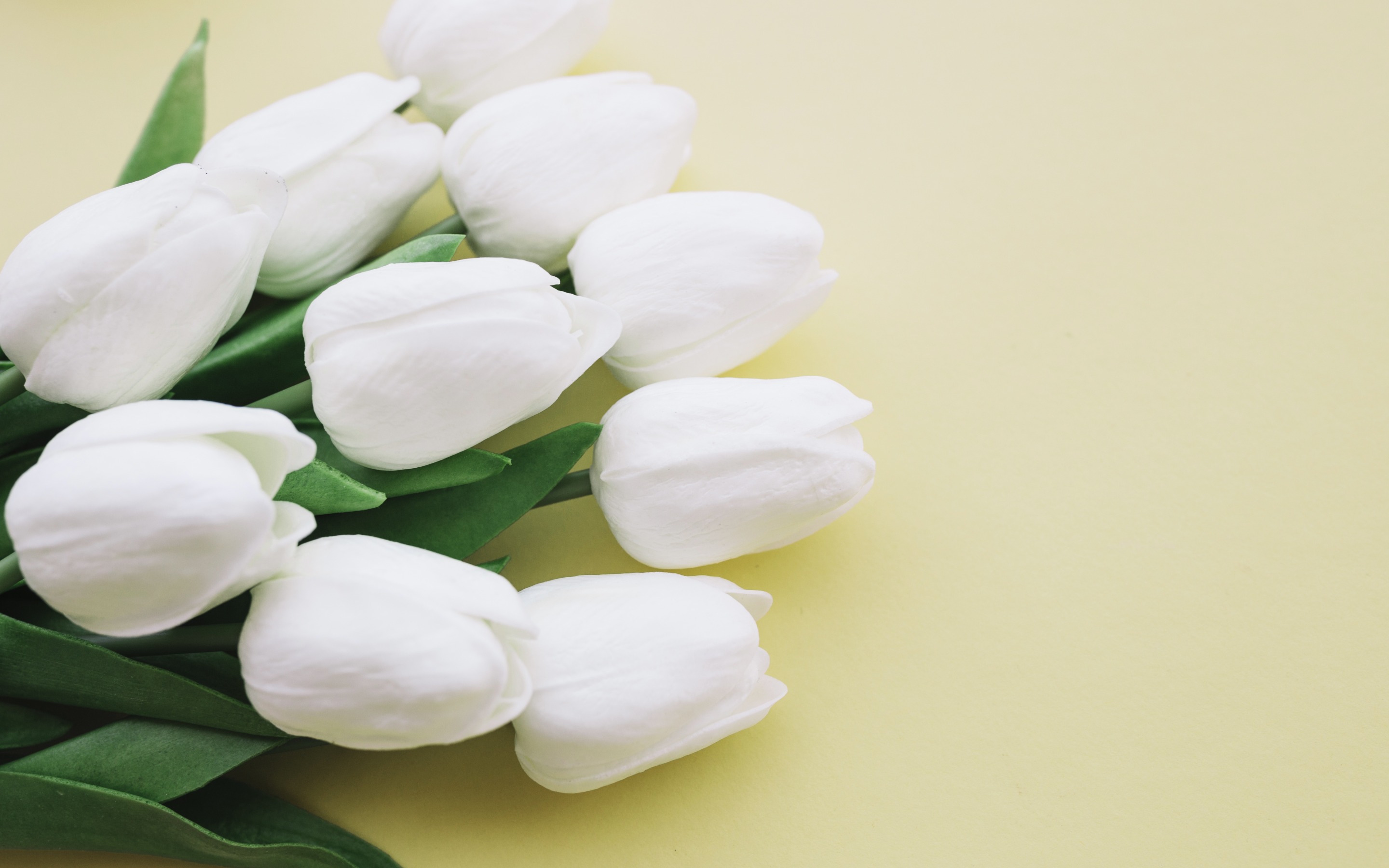 White Tulip Background Images HD Pictures and Wallpaper For Free Download   Pngtree