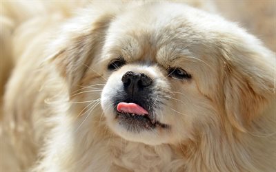 Pekingese Dog, close-up, fluffy dog, cute dog, white Pekingese, pets, cute animals, dogs, Pekingese