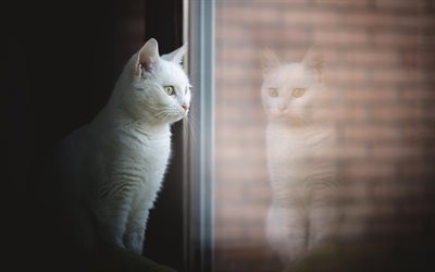 トルコのアンゴラ, 窓, 猫, 白猫, ペット, トルコのアンゴラ猫