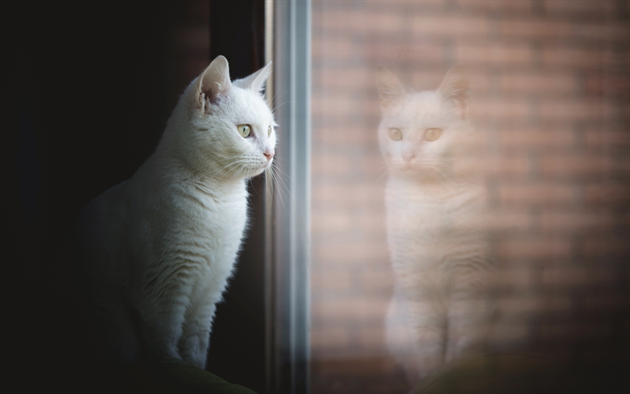 Turkkilainen Angora, ikkuna, kissat, valkoinen kissa, lemmikit, Turkkilainen Angora Kissa