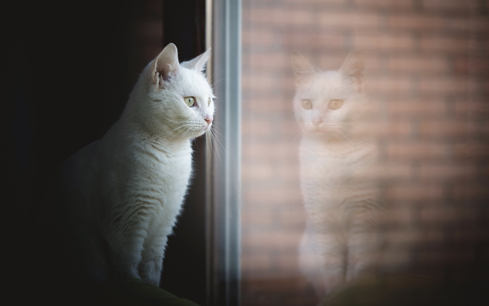 t&#252;rkisch angora, fenster, katze, wei&#223;e katze, haustiere, t&#252;rkisch-angora-katze