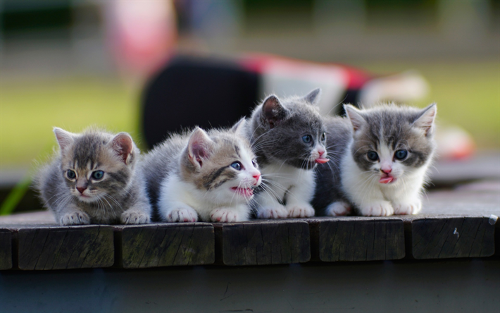 small cats, quartet, cute animals, pets, fluffy kittens
