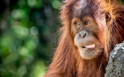 Orangutan, close-up, monkey, funny animals, wildlife, Pongo