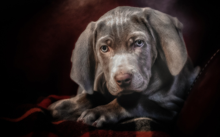 Weimaraner, grigio cucciolo, carino cuccioli, cane di piccola taglia, animali domestici