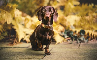 Dachshund, bokeh, pets, dogs, cute animals, Dachshund Dog, autumn, brown dachshund
