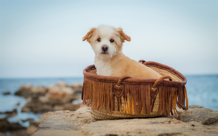 norfolk terrier, small puppy, beach, sand, puppy in a basket, small dog