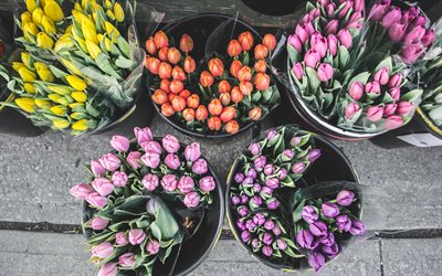 los tulipanes, el escaparate de una tienda de flores, venta de tulipanes conceptos, hermosas flores, tulipanes amarillos, morados tulipanes