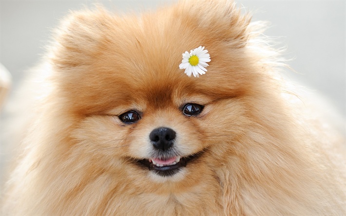 Pomeranian Spitz, chamomile, cute animals, pets, close-up, dogs, Pomeranian, Spitz