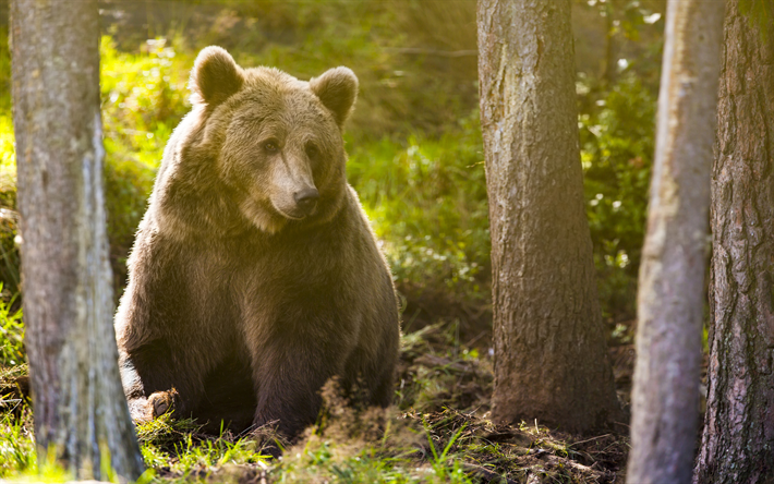 4k, grizzly, bosque, verano, vida silvestre, los depredadores, los osos, Ursus arctos horribilis