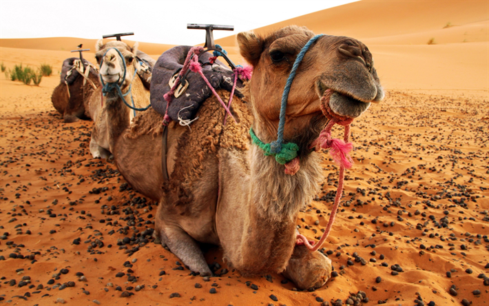 kamelit, desert, hiekka, liikenne, illalla
