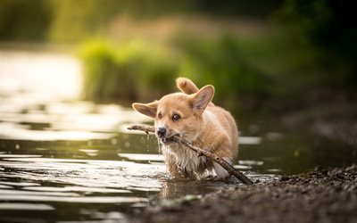 Corgi, fiume, triste, cane, animali domestici, Welsh Corgi, un simpatico cane, cani, Welsh Corgi Cane, Pembroke Welsh Corgi