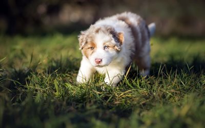 Aussie, little white puppy, cute little animals, pets, Australian Shepherd, puppies