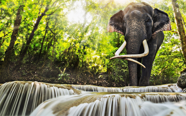 Elefantes, selva, cachoeiras, Tail&#226;ndia, a vida selvagem, a thai elephant, bela natureza, Elephantidae
