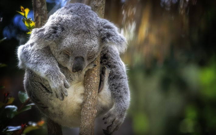 Dormir Koala, a vida selvagem, animais fofos, Coala em &#225;rvore, animais engra&#231;ados, Koala, Phascolarctos cinereus