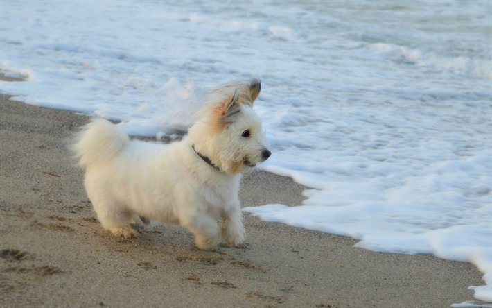 西ハイランド白のインテリア, 子犬, ふわふわの白い犬, ビーチ, 海, かわいい動物たち