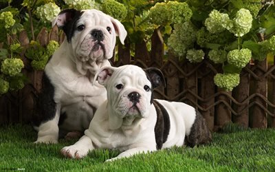 English Bulldog, puppies, cute animals, pets, lawn, English Bulldog Dogs, funny dog