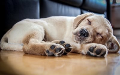 Labrador Retriever, Sleeping Puppy, cute little dog, light brown puppy, pets