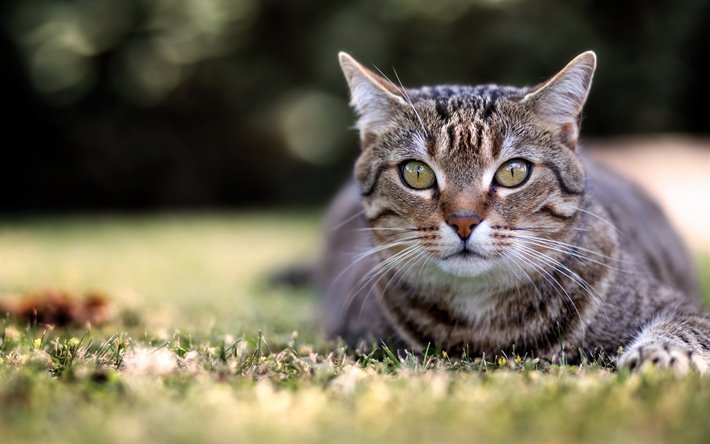 American Wirehair gatto, gatto grigio, animali, razza di gatto domestico, Americano, gatti, gatto sull&#39;erba