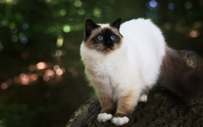 Birman, moelleux beige chat, mignon, animaux, chat avec des yeux bleus, pitts, chats, Sacr&#233; de Birmanie, Chat Sacr&#233; de Birmanie