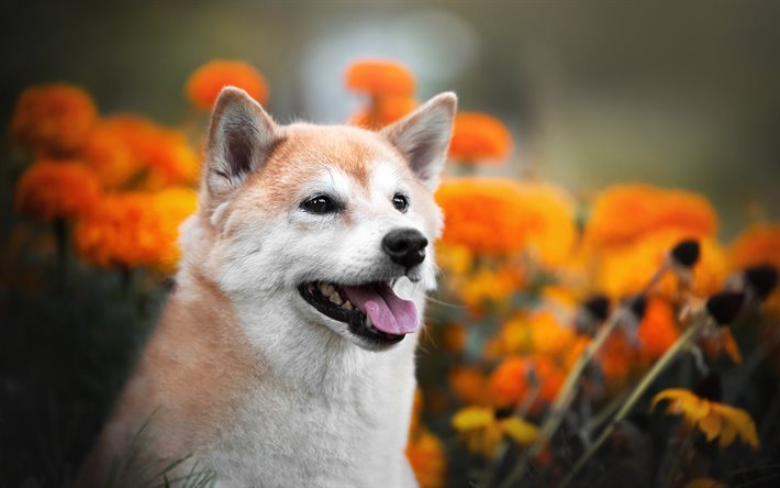 Shiba Inu, ginger hund, Japansk Turf Hund, Shiba Ken, husdjur, s&#246;ta djur, Japanska hundraserna, Japansk Liten Storlek Hund