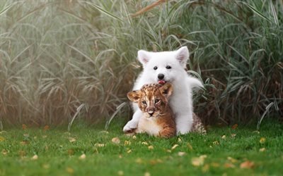Samoiedo, un leopardo, un cane bianco, amicizia, animali, peloso cane, amici, cani, animali domestici, Cane Samoiedo