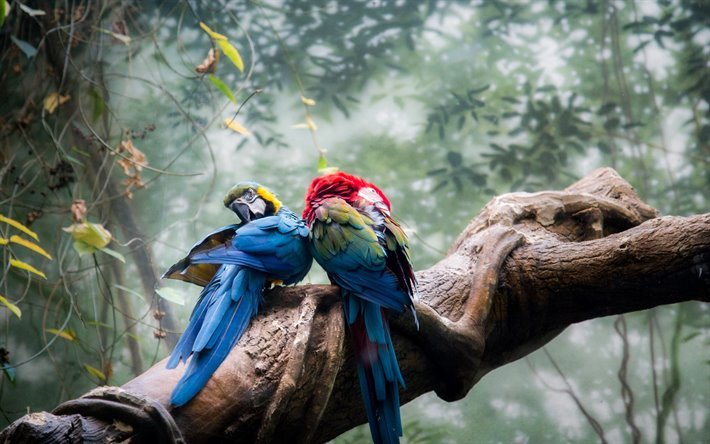 Ara, giungla, bokeh, pappagalli, ramo, di coppia, coloratissimi pappagalli