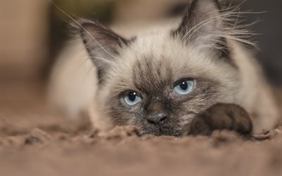 Ragdoll, cat with blue eyes, cute animals, fluffy cats, American breeds of cats