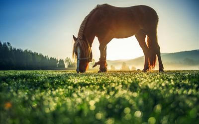 brown horse, sunset, evening, green meadow, pasture, horses