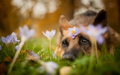 German Shepherd, bokeh, pets, flowers, close-up, cute animals, dogs, German Shepherd Dog