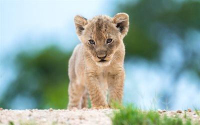 little lion cub, Africa, wildlife, small predator, lions
