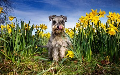 4k, Schnauzer, yellow flowers, cute animals, pets, dogs, Schnauzer Dog