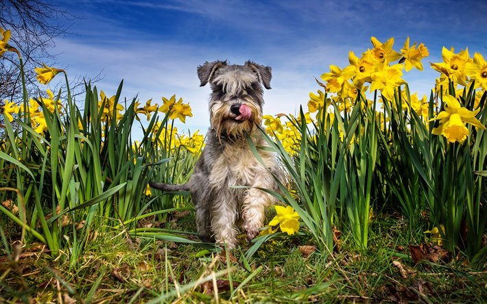 4k, ャイアントシュナイザー, 黄色い花, かわいい動物たち, ペット, 犬, ャイアントシュナイザーの犬