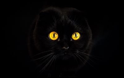 Shorthair Ex&#243;tico, gato preto, olhos amarelos, animais de estima&#231;&#227;o, gatos, animais fofos, preto exot, os gatos dom&#233;sticos, Shorthair Ex&#243;tico Gato
