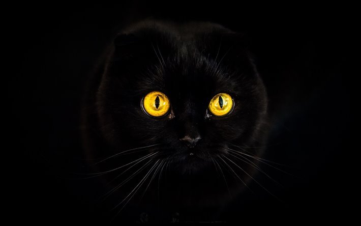 ダウンロード画像 エキゾチックshorthair 黒猫 黄色で目の ペット 猫 かわいい動物たち 黒exot 国内猫 エキゾチックshorthair猫 フリー のピクチャを無料デスクトップの壁紙