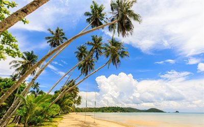 tropical island, swing on a palm tree, ocean, summer, beach, coast, palm trees