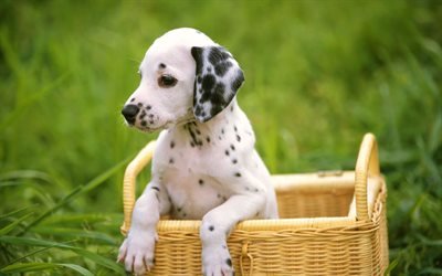 Dalmatian Dog, basket, puppy, domestic dog, dogs, pets, small dalmatian, cute animals, Dalmatian