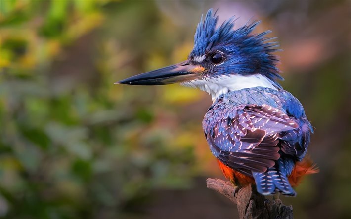 Kingfisher, close-up, de la faune, de la direction g&#233;n&#233;rale, le bokeh, petit oiseau, Alcedinidae