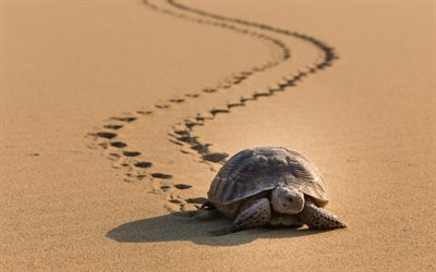 tartaruga, praia, areia, r&#233;pteis, a vida selvagem, grandes tartarugas