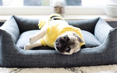 Pug, little puppy, funny animals, dogs, puppies, pillow