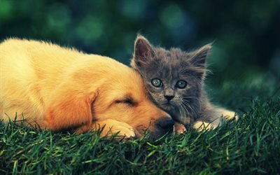 Labrador, Scottish Fold, friends, kitten and puppy, retriever, pets, friendship, small labrador, golden retriever