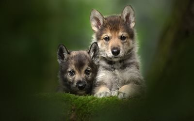 Tamaskan, 子犬, 友達, ペット, 森林, かわいい動物たち, ボケ, 友好, 犬, Tamaskan犬