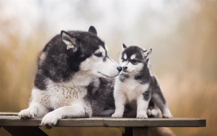 Siberian Husky, puppy and a big dog, cute animals, dogs, pets