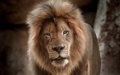 lion, Africa, wildlife, predator, dangerous beast, big lion