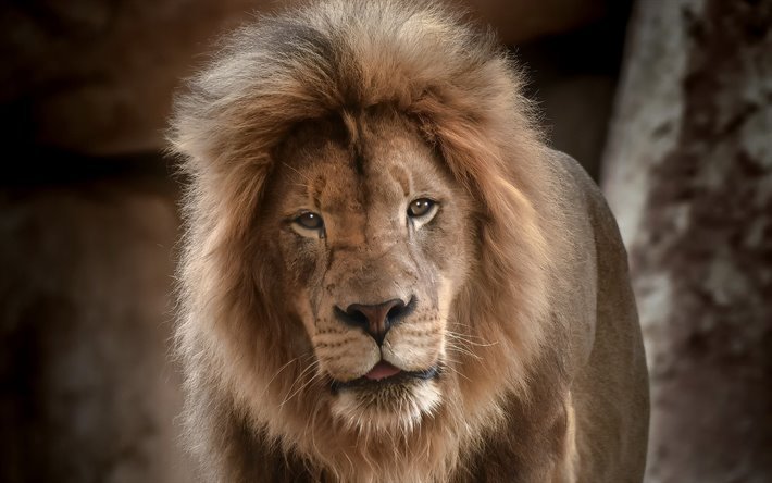 leone, Africa, wildlife, predatore, pericoloso bestia, grande leone