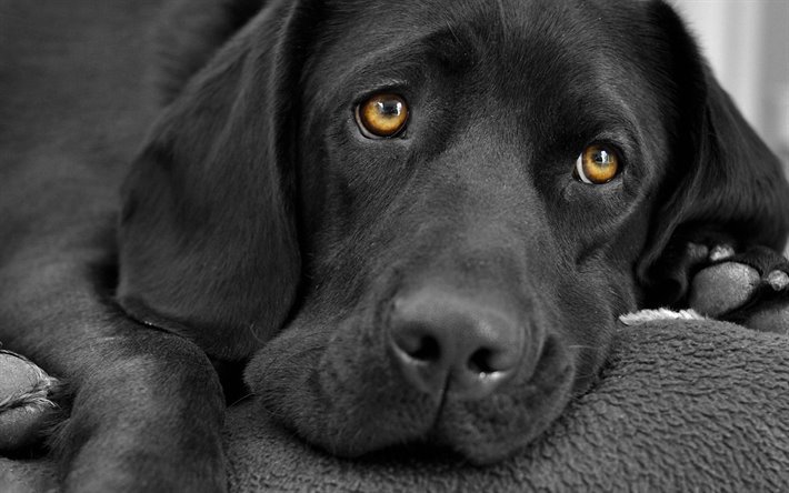 Labrador negro, triste perro, negro retriever, close-up, simp&#225;ticos animales, perros, mascotas, labradores, el perro negro