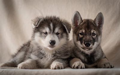 Husky, cachorrinhos, bonitinho c&#227;es, animais de estima&#231;&#227;o, filhotes