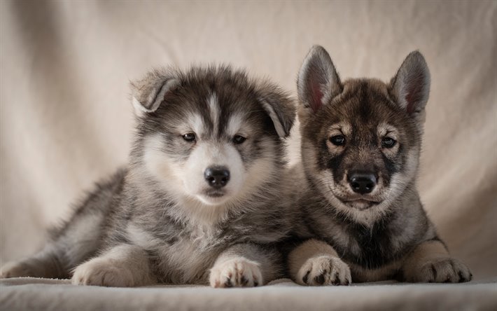 Husky, little puppies, cute little dogs, pets, puppies