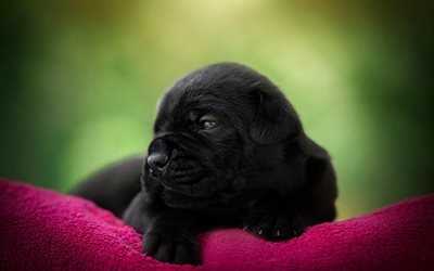 サトウキビ跡など, ほかわいい犬, ペット, 黒い子犬, かわいい黒犬, サトウキビCorso子犬
