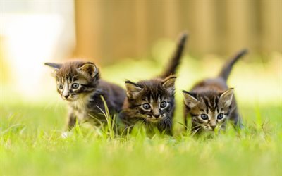 small gray fluffy kittens, American shorthair cats, green grass, pets, cats, three kittens